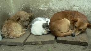 Стаття В Краматорске выделят 7,65 млн. гривен на гуманную борьбу с численностью бездомных собак в городе Ранкове місто. Крим