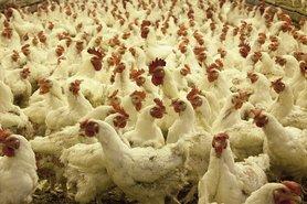 Стаття Антимонопольный комитет подозревает производителей куриного мяса в сговоре Ранкове місто. Крим