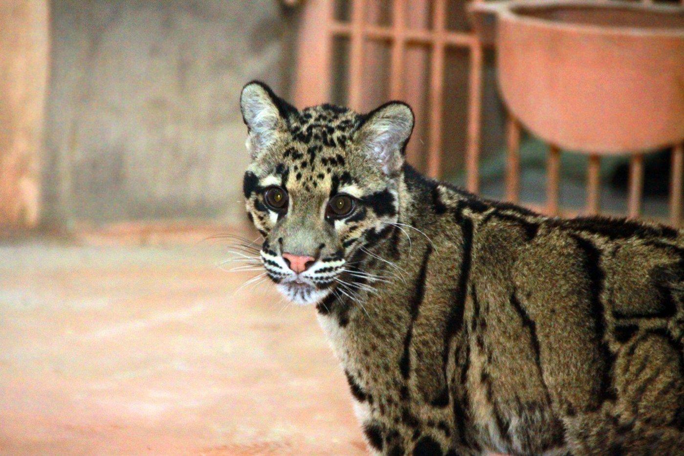 Стаття Зоопарк под Киевом приобрел очень редкую дикую кошку и ищет ей пару Ранкове місто. Крим