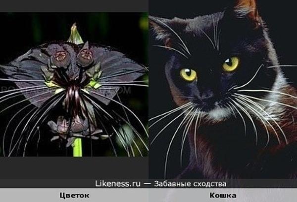 Стаття Экзотический цветок, мордочка кота кота или летучая мышь? (ФОТО) Ранкове місто. Крим