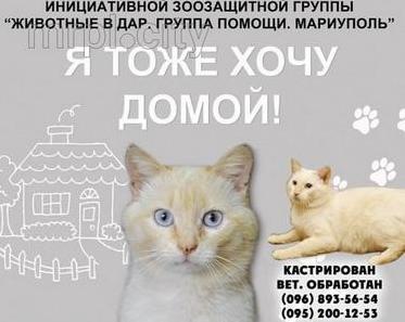 Стаття «Хочу домой»: уникальная акция набирает ход! Ранкове місто. Крим