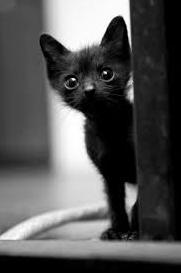 Статья Сила искусства: в США после выхода фильма «Черная пантера» из приютов разобрали черных кошек Утренний город. Крым