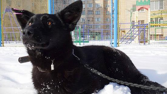 Стаття В Киеве ищут хозяев для храброй собаки! Ранкове місто. Крим