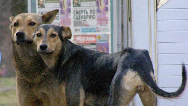 Стаття В Киеве появятся официальные опекуны бездомных животных Ранкове місто. Крим