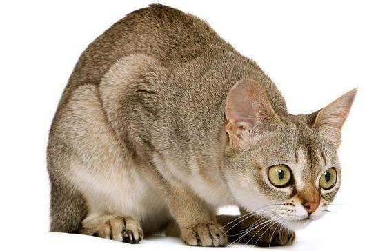 Стаття Топ-8 пород кошек которых считают самыми умными и сообразительными Ранкове місто. Крим