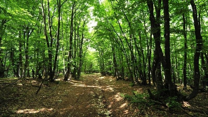 Статья Не свое, не жалко: оккупанты «подарили» бизнесменам треть лесов в Севастополе Утренний город. Крым