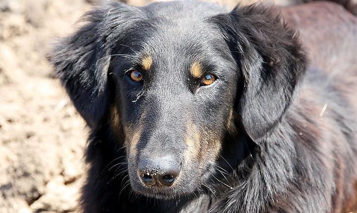 Стаття «Солдат Дик»: собака на передовой предупреждает бойцов АТО о предстоящих обстрелах, спасая их жизни Ранкове місто. Крим