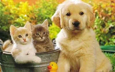 Стаття Домашние животные на контроле: как изменится ответственность владельцев? Ранкове місто. Крим