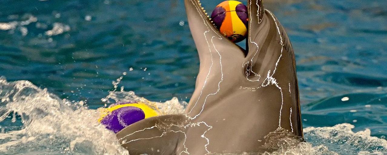 Стаття СМИ: в одесском дельфинарии дельфиниха утопила своего малыша, - ФОТО Ранкове місто. Крим