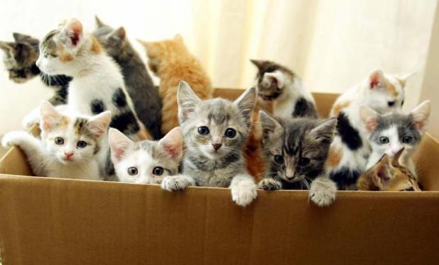 Статья Всемирный день кошек: как относятся к домашним любимцам в разных странах мира Утренний город. Крым