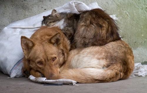 Стаття Понад 2000 тварин можуть знову опинитися на вулиці! Ранкове місто. Крим