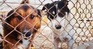 Стаття В Луганске приют для собак оказался на грани выживания Ранкове місто. Крим