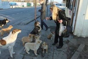 Стаття В Украине снова травят домашних собак: как уберечь животное от беды? Ранкове місто. Крим