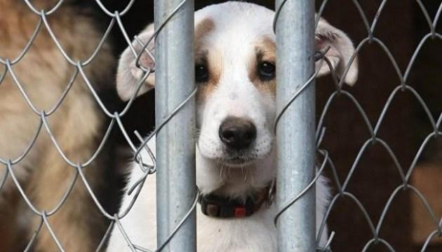 Стаття Зоозащитники призвали парламентариев принять законопроект о защите животных Ранкове місто. Крим