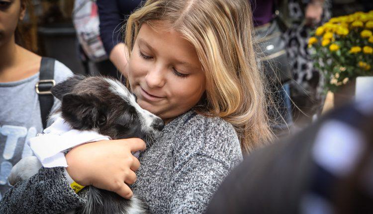 Стаття «Home Me»: в Одессе прошел фестиваль, где бездомные кошки и собаки обрели семью (фоторепортаж) Ранкове місто. Крим