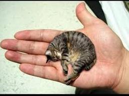 Статья Мечта всех бездомных котов и кошек! Утренний город. Крым
