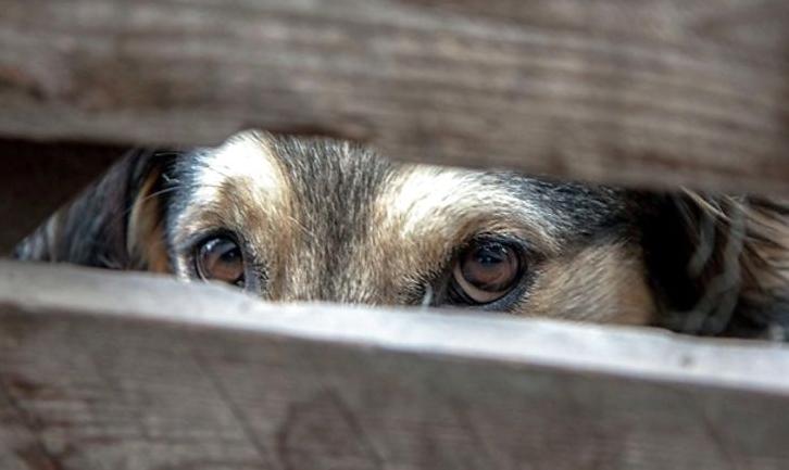 Стаття В Мариуполе будут судить живодера, убившего собаку на глазах у прохожих Ранкове місто. Крим