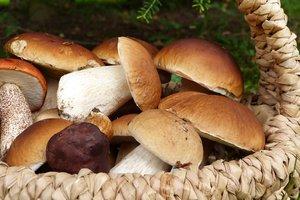 Статья Грибная пора: какие грибы можно употреблять, а от каких лучше отказаться? Утренний город. Крым