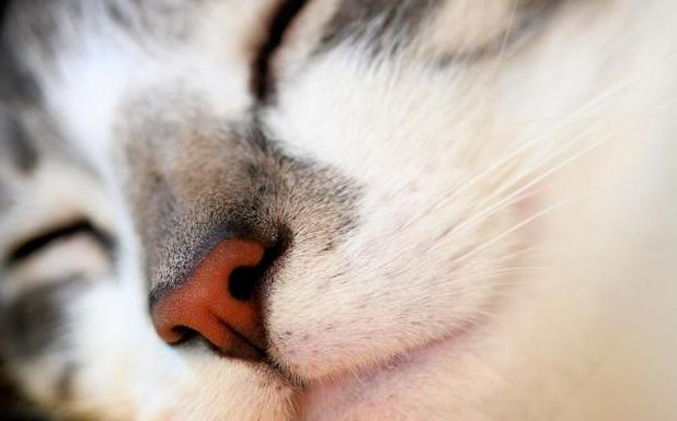 Стаття Почему у кошек мокрый нос? Ранкове місто. Крим