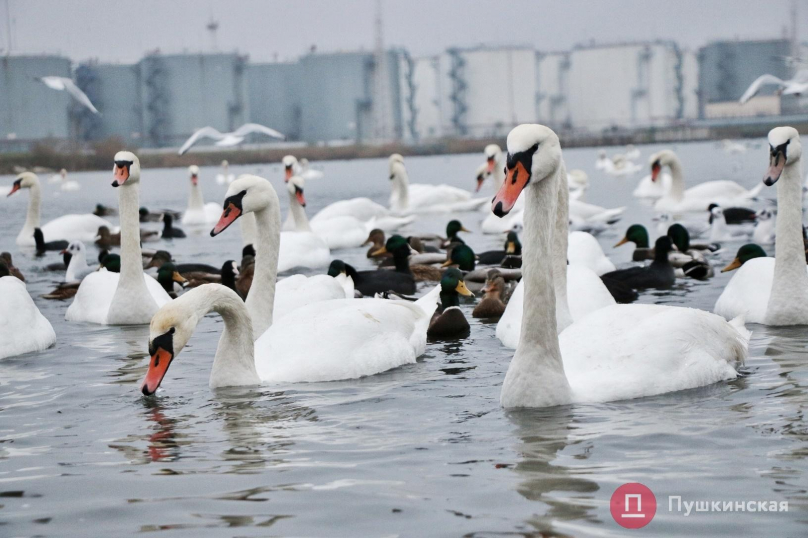 Стаття На Черноморскую переправу снова прилетели лебеди. Фоторепортаж Ранкове місто. Крим
