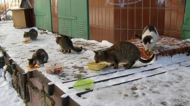 Стаття Почему коты не стали частью экосистемы Киева: животные гибнут из-за равнодушия граждан Ранкове місто. Крим