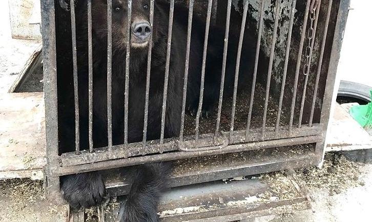 Стаття Замученных животных из частного зоопарка на Донетчине планируют вывезти до конца месяца Ранкове місто. Крим