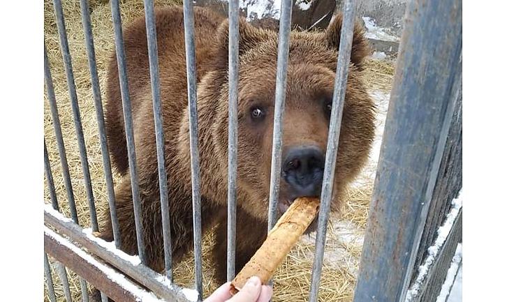 Стаття Замученных животных из зоопарка на Донетчине перевозят в реабилитационный центр Ранкове місто. Крим