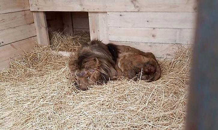 Стаття Из «зоопарка смерти» в Покровске забрали еще одного истощенного льва Ранкове місто. Крим