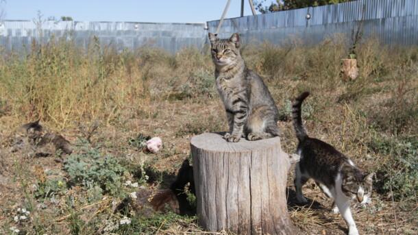 Стаття В Киеве дворовые коты оказались в смертельном плену Ранкове місто. Крим