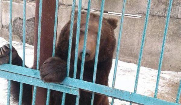 Стаття Из частного зоопарка на Донбассе забрали пять медведей Ранкове місто. Крим