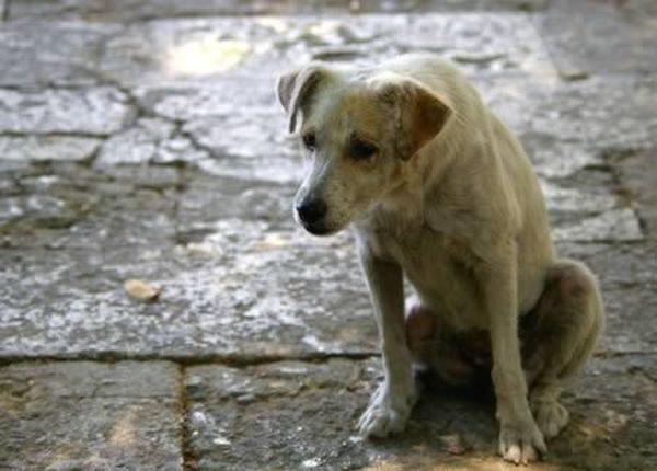 Стаття В Черноморске назначили награду за поимку догхантера: наказать отравителя собак Ранкове місто. Крим