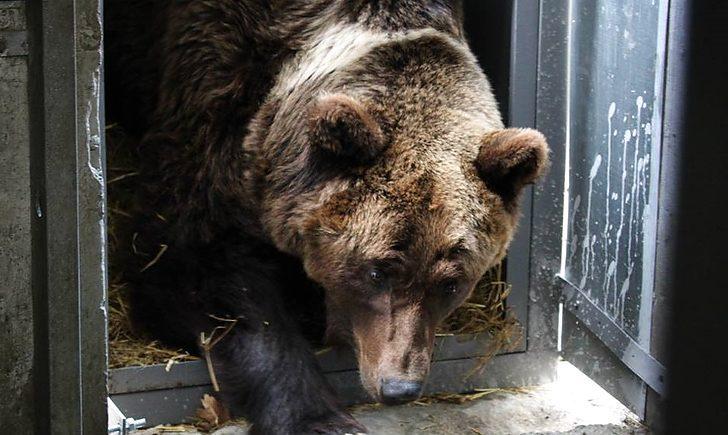 Стаття ФОТО. Волонтери збирають кошти для лікування врятованої із покровського «зоопарку смерті» ведмедиці Ранкове місто. Крим