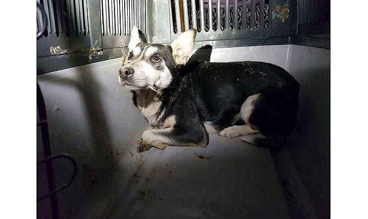 Стаття На Донетчине волонтеры спасли собаку, прожившую 1,5 года в колодце теплотрассы. ФОТО Ранкове місто. Крим