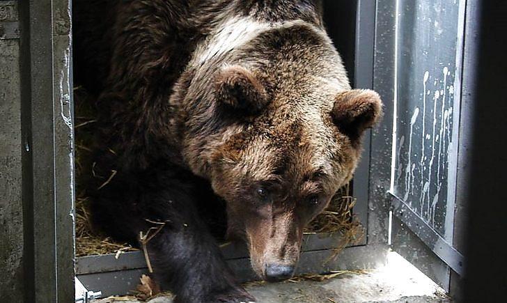 Стаття Спасенных из «зоопарка смерти» на Донетчине медведей внесут в электронную базу диких животных Ранкове місто. Крим