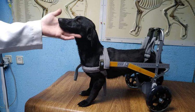 Стаття Одесситы спасли собаку после ДТП: такса Жужа на инвалидной коляске ищет семью! Ранкове місто. Крим