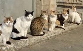 Стаття В Запорожье бездомных котов признали частью экосистемы Ранкове місто. Крим
