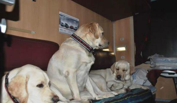 Стаття «Укрзализныця» разъяснила правила перевозки собак в поездах Ранкове місто. Крим
