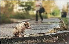 Стаття Одесситы готовы помогать в поиске семьи для бездомных животных в других городах Ранкове місто. Крим