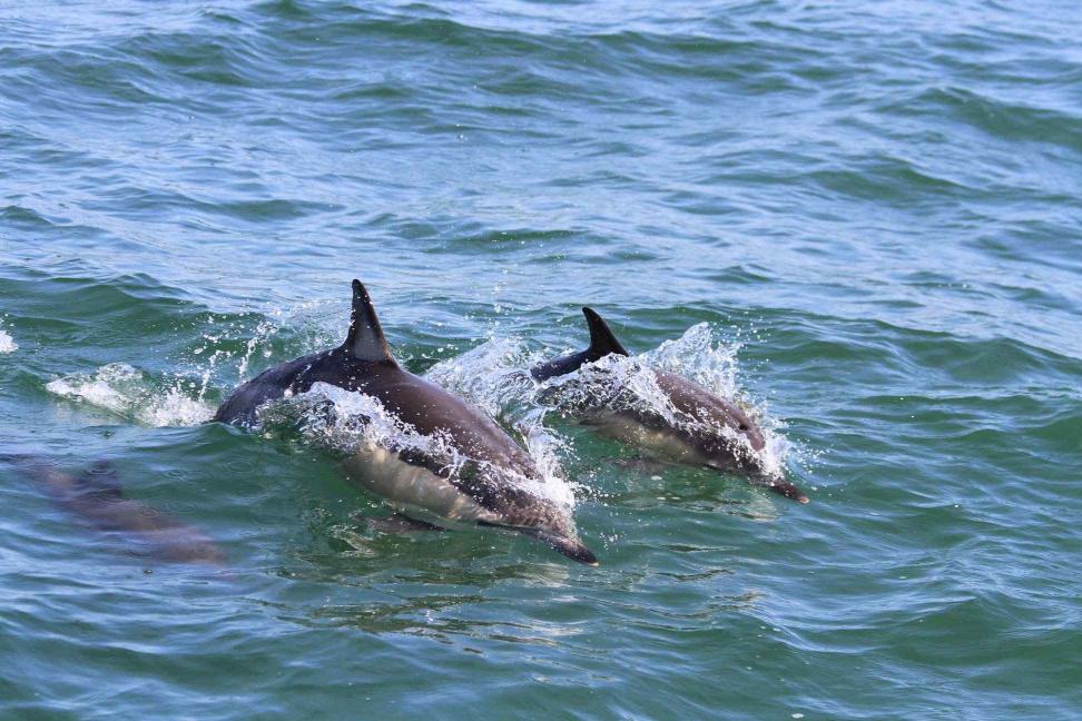 Стаття В Черном море считают дельфинов: от Одесской затоки до дельты Дуная — 52 группы Ранкове місто. Крим