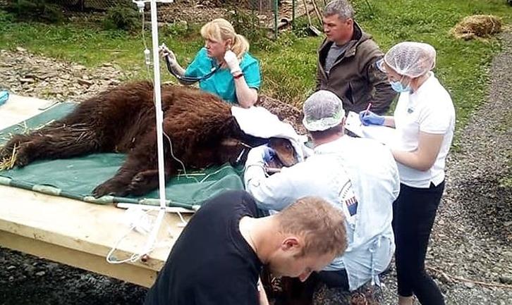 Стаття Йде на одужання: врятованій із покровського «зоопарку смерті» медведиці зробили операцію. Фото Ранкове місто. Крим