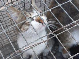 Стаття Волонтеры призывают спасти жизни котов из 51-й колонии! Ранкове місто. Крим