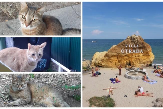Стаття Как отдыхают на море одесские коты Ранкове місто. Крим