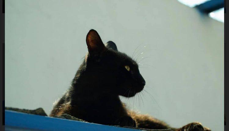 Стаття Коты из колонии могут стать бездомными, если для животных не найдут дом - волонтеры (фото) Ранкове місто. Крим