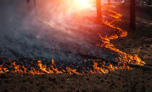 Стаття Катастрофические пожары в Сибири останавливают добычу нефти Ранкове місто. Крим