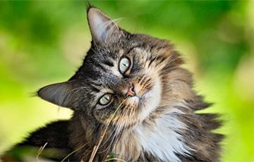 Стаття А почему кошки едят траву? Ранкове місто. Крим