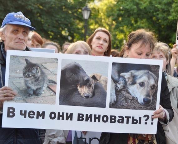 Стаття Создание зоополиции и центров реабилитации: в Одессе пройдёт марш за права животных Ранкове місто. Крим