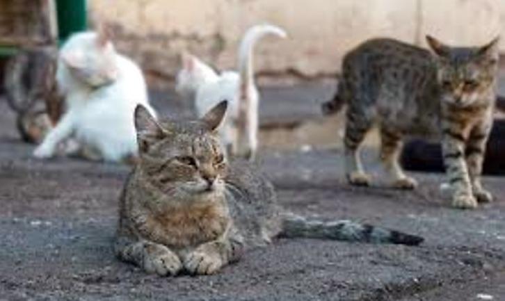 Стаття У Маріуполі вимагають визнати вуличних котів частиною екосиcтеми міста Ранкове місто. Крим