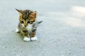 Стаття Человеческое неравнодушие спасло жизнь котенку. ФОТО Ранкове місто. Крим