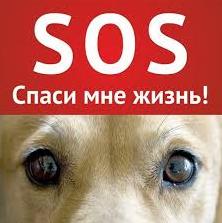 Стаття В Одессе появился собственный «Хатико»: трогательная история одинокой собаки, - ФОТО Ранкове місто. Крим