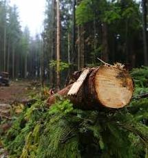 Стаття Запрацював сервіс, в якому можна дізнатися про незаконну вирубку лісів Ранкове місто. Крим